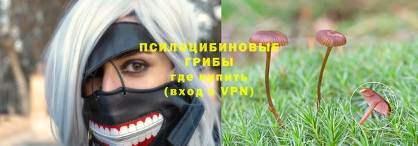 ПСИЛОЦИБИНОВЫЕ ГРИБЫ Новозыбков