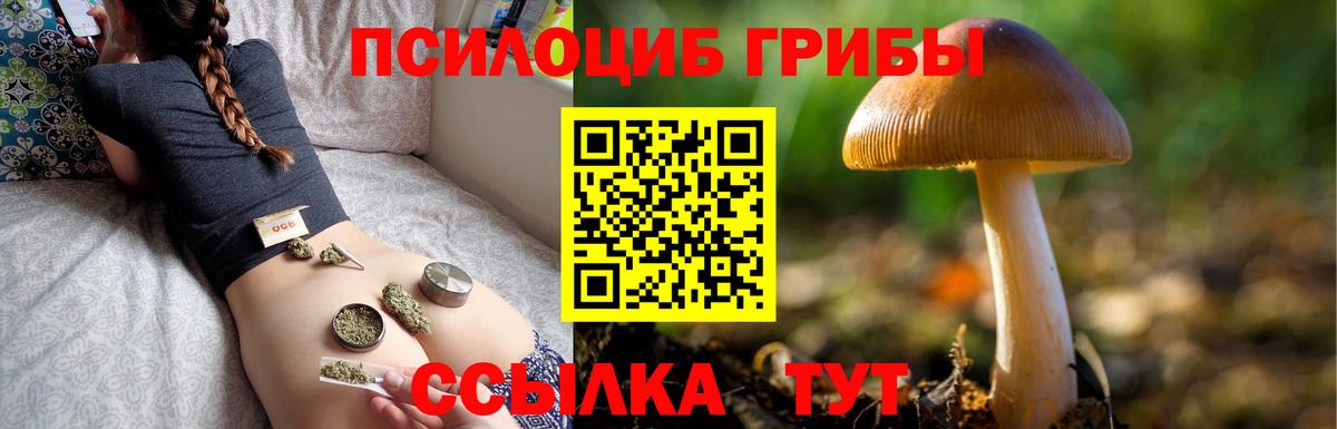 Псилоцибиновые грибы Psilocybine cubensis Сокол